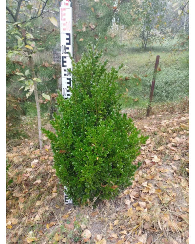 Самшит вічнозелений | Buxus sempervirens | Самшит вечнозелёный