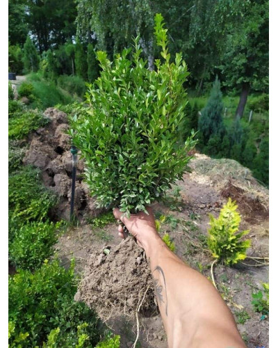 Самшит вічнозелений | Buxus sempervirens | Самшит вечнозелёный