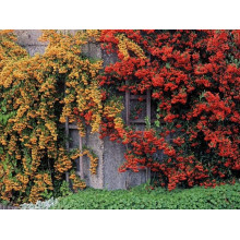 Піраканта шарлахова Солейл Дор | Pyracantha coccіnea Soleil dOr | Пираканта шарлаховая Солейл Дор
