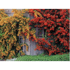 Піраканта шарлахова Солейл Дор | Pyracantha coccіnea Soleil dOr | Пираканта шарлаховая Солейл Дор