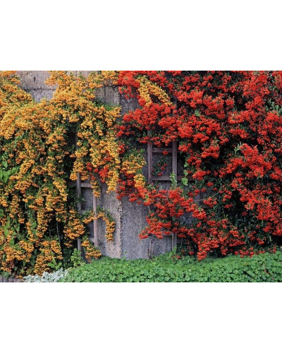 Піраканта шарлахова Солейл Дор | Pyracantha coccіnea Soleil dOr | Пираканта шарлаховая Солейл Дор