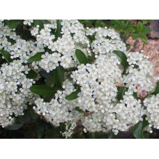 Піраканта шарлахова Солейл Дор | Pyracantha coccіnea Soleil dOr | Пираканта шарлаховая Солейл Дор