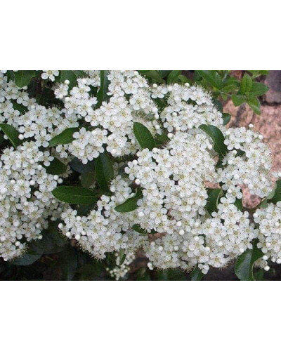 Піраканта шарлахова Солейл Дор | Pyracantha coccіnea Soleil dOr | Пираканта шарлаховая Солейл Дор