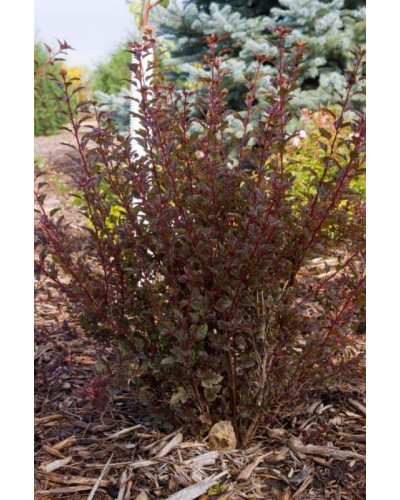 Пухироплідник калинолистий Літл Девіл | Пузыреплодник калинолистный Литл Девил | Physocarpus opulifolius Little Devil