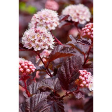 Пухироплідник калинолистий Леді ін Ред | Physocarpus opulifolius Lady in Red | Пузыреплодник калинолистный Леди ин Ред