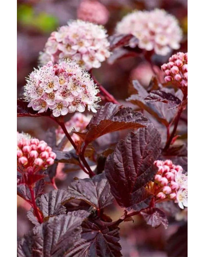 Пухироплідник калинолистий Леді ін Ред | Physocarpus opulifolius Lady in Red | Пузыреплодник калинолистный Леди ин Ред