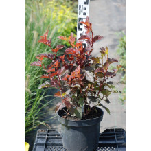 Пухироплідник калинолистий Леді ін Ред | Physocarpus opulifolius Lady in Red | Пузыреплодник калинолистный Леди ин Ред