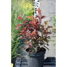 Пухироплідник калинолистий Леді ін Ред | Physocarpus opulifolius Lady in Red | Пузыреплодник калинолистный Леди ин Ред