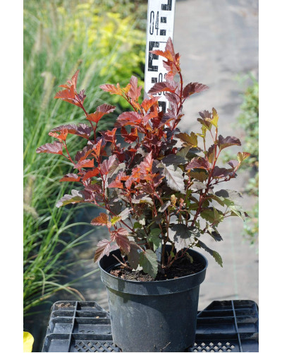Пухироплідник калинолистий Леді ін Ред | Physocarpus opulifolius Lady in Red | Пузыреплодник калинолистный Леди ин Ред