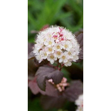 Пухироплідник калинолистий Леді ін Ред | Physocarpus opulifolius Lady in Red | Пузыреплодник калинолистный Леди ин Ред