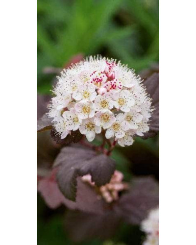 Пухироплідник калинолистий Леді ін Ред | Physocarpus opulifolius Lady in Red | Пузыреплодник калинолистный Леди ин Ред
