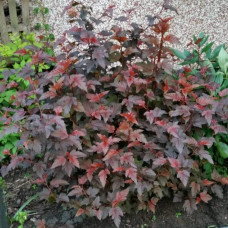 Пухироплідник калинолистий Леді ін Ред | Physocarpus opulifolius Lady in Red | Пузыреплодник калинолистный Леди ин Ред