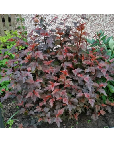 Пухироплідник калинолистий Леді ін Ред | Physocarpus opulifolius Lady in Red | Пузыреплодник калинолистный Леди ин Ред
