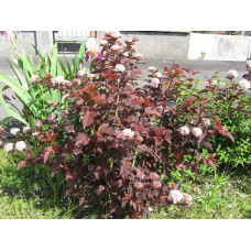Пухироплідник калинолистий Леді ін Ред | Physocarpus opulifolius Lady in Red | Пузыреплодник калинолистный Леди ин Ред