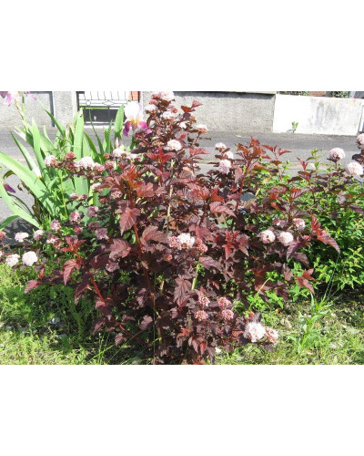 Пухироплідник калинолистий Леді ін Ред | Physocarpus opulifolius Lady in Red | Пузыреплодник калинолистный Леди ин Ред