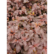 Пухироплідник калинолистий Леді ін Ред | Physocarpus opulifolius Lady in Red | Пузыреплодник калинолистный Леди ин Ред