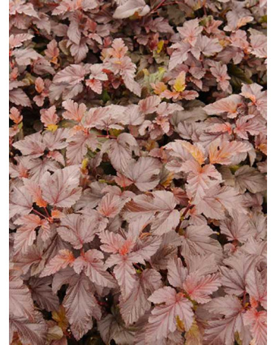 Пухироплідник калинолистий Леді ін Ред | Physocarpus opulifolius Lady in Red | Пузыреплодник калинолистный Леди ин Ред