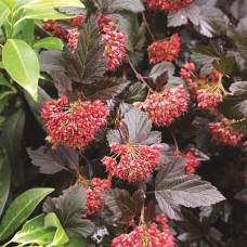 Пухироплідник калинолистий Леді ін Ред | Physocarpus opulifolius Lady in Red | Пузыреплодник калинолистный Леди ин Ред