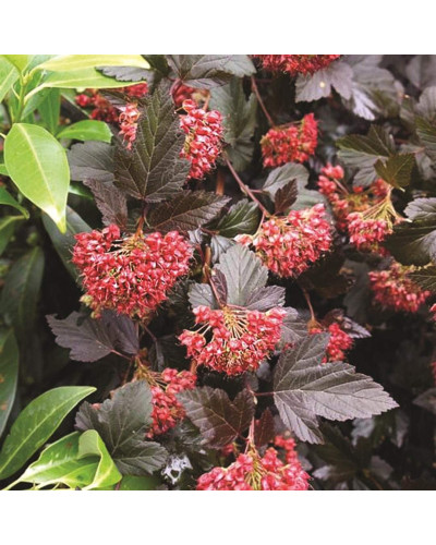 Пухироплідник калинолистий Леді ін Ред | Physocarpus opulifolius Lady in Red | Пузыреплодник калинолистный Леди ин Ред