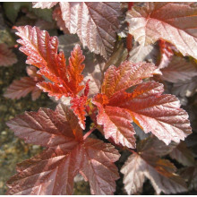 Пухироплідник калинолистий Леді ін Ред | Physocarpus opulifolius Lady in Red | Пузыреплодник калинолистный Леди ин Ред