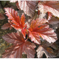 Пухироплідник калинолистий Леді ін Ред | Physocarpus opulifolius Lady in Red | Пузыреплодник калинолистный Леди ин Ред