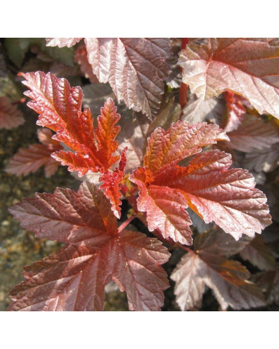 Пухироплідник калинолистий Леді ін Ред | Physocarpus opulifolius Lady in Red | Пузыреплодник калинолистный Леди ин Ред