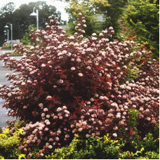 Пухироплідник калинолистий Леді ін Ред | Physocarpus opulifolius Lady in Red | Пузыреплодник калинолистный Леди ин Ред