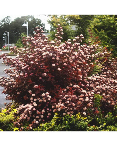 Пухироплідник калинолистий Леді ін Ред | Physocarpus opulifolius Lady in Red | Пузыреплодник калинолистный Леди ин Ред