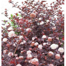 Пухироплідник калинолистий Леді ін Ред | Physocarpus opulifolius Lady in Red | Пузыреплодник калинолистный Леди ин Ред