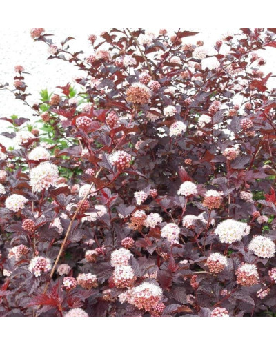 Пухироплідник калинолистий Леді ін Ред | Physocarpus opulifolius Lady in Red | Пузыреплодник калинолистный Леди ин Ред