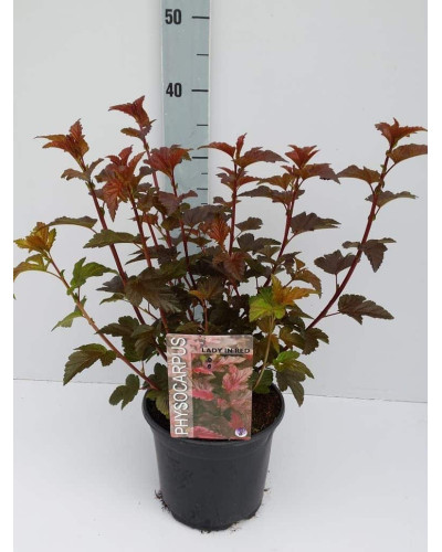 Пухироплідник калинолистий Леді ін Ред | Physocarpus opulifolius Lady in Red | Пузыреплодник калинолистный Леди ин Ред