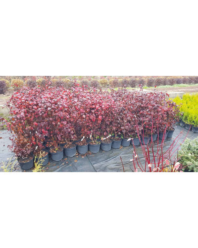 Пухироплідник калинолистий Леді ін Ред | Physocarpus opulifolius Lady in Red | Пузыреплодник калинолистный Леди ин Ред