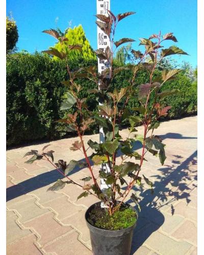 Пухироплідник калинолистий Леді ін Ред | Physocarpus opulifolius Lady in Red | Пузыреплодник калинолистный Леди ин Ред