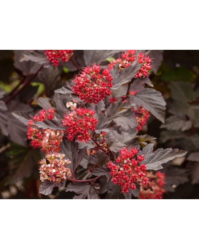 Пухироплідник калинолистий Леді ін Ред | Physocarpus opulifolius Lady in Red | Пузыреплодник калинолистный Леди ин Ред