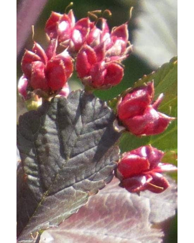 Пухироплідник калинолистий Леді ін Ред | Physocarpus opulifolius Lady in Red | Пузыреплодник калинолистный Леди ин Ред