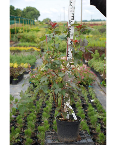 Пухироплідник калинолистий Леді ін Ред | Physocarpus opulifolius Lady in Red | Пузыреплодник калинолистный Леди ин Ред