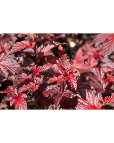 Пухироплідник калинолистий Леді ін Ред | Physocarpus opulifolius Lady in Red | Пузыреплодник калинолистный Леди ин Ред