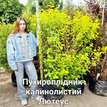 Пухироплiдник калинолистий Лютеус | Пузыреплодник калинолистный Лютеус | Physocarpus opulifolius Luteus