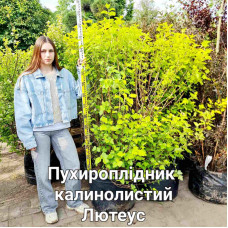 Пухироплiдник калинолистий Лютеус | Пузыреплодник калинолистный Лютеус | Physocarpus opulifolius Luteus