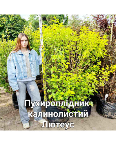 Пухироплiдник калинолистий Лютеус | Пузыреплодник калинолистный Лютеус | Physocarpus opulifolius Luteus