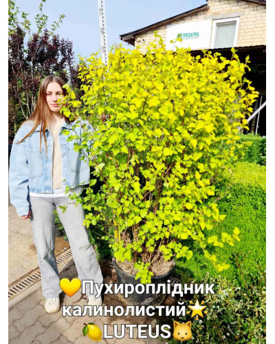 Пухироплiдник калинолистий Лютеус | Пузыреплодник калинолистный Лютеус | Physocarpus opulifolius Luteus