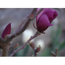 Магнолія гібридна Бетті | Magnolia hibrida Betty / Betti | Магнолия гибридная Бетти