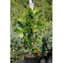 Магнолія гібридна Бетті | Magnolia hibrida Betty / Betti | Магнолия гибридная Бетти
