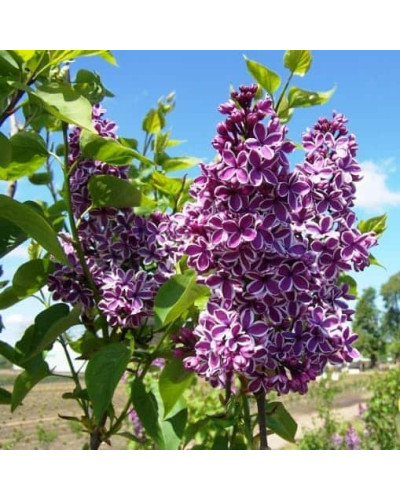 Бузок звичайний Сенсація | Сирень обыкновенная Сенсация | Syringe vulgaris Sensation