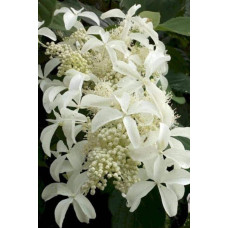 Гортензія волотиста Грейт Стар®/ Ла Вастеріал ᴾᴮᴿ | Hydrangea paniculata Great Star®/ Le Vasterial ᴾᴮᴿ | Гортензия метельчатая Грейт Стар®/ Ла Вастериал ᴾᴮᴿ