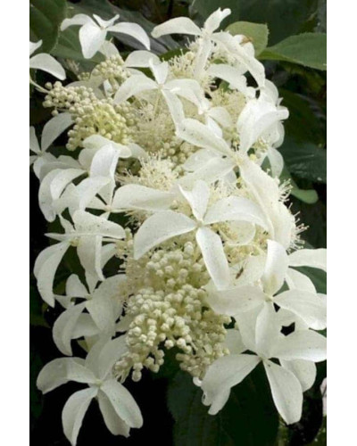 Гортензія волотиста Грейт Стар®/ Ла Вастеріал ᴾᴮᴿ | Hydrangea paniculata Great Star®/ Le Vasterial ᴾᴮᴿ | Гортензия метельчатая Грейт Стар®/ Ла Вастериал ᴾᴮᴿ