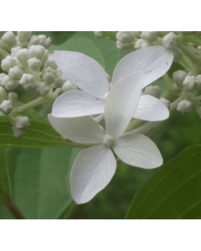 Гортензія волотиста Грейт Стар®/ Ла Вастеріал ᴾᴮᴿ | Hydrangea paniculata Great Star®/ Le Vasterial ᴾᴮᴿ | Гортензия метельчатая Грейт Стар®/ Ла Вастериал ᴾᴮᴿ