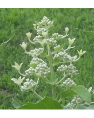 Гортензія волотиста Грейт Стар®/ Ла Вастеріал ᴾᴮᴿ | Hydrangea paniculata Great Star®/ Le Vasterial ᴾᴮᴿ | Гортензия метельчатая Грейт Стар®/ Ла Вастериал ᴾᴮᴿ