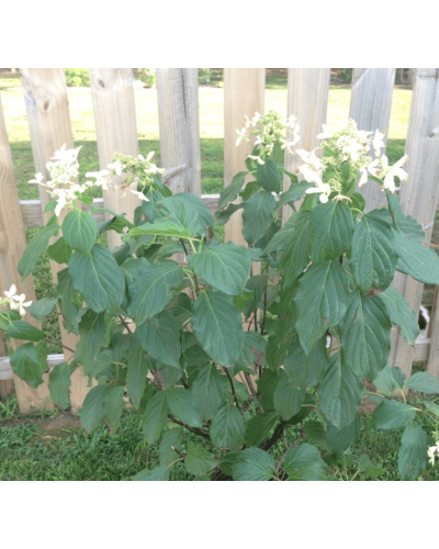 Гортензія волотиста Грейт Стар®/ Ла Вастеріал ᴾᴮᴿ | Hydrangea paniculata Great Star®/ Le Vasterial ᴾᴮᴿ | Гортензия метельчатая Грейт Стар®/ Ла Вастериал ᴾᴮᴿ