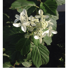 Гортензія волотиста Грейт Стар®/ Ла Вастеріал ᴾᴮᴿ | Hydrangea paniculata Great Star®/ Le Vasterial ᴾᴮᴿ | Гортензия метельчатая Грейт Стар®/ Ла Вастериал ᴾᴮᴿ